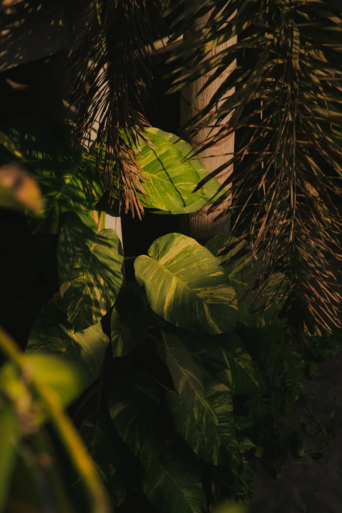 Vegetación tropical dentro de raíz