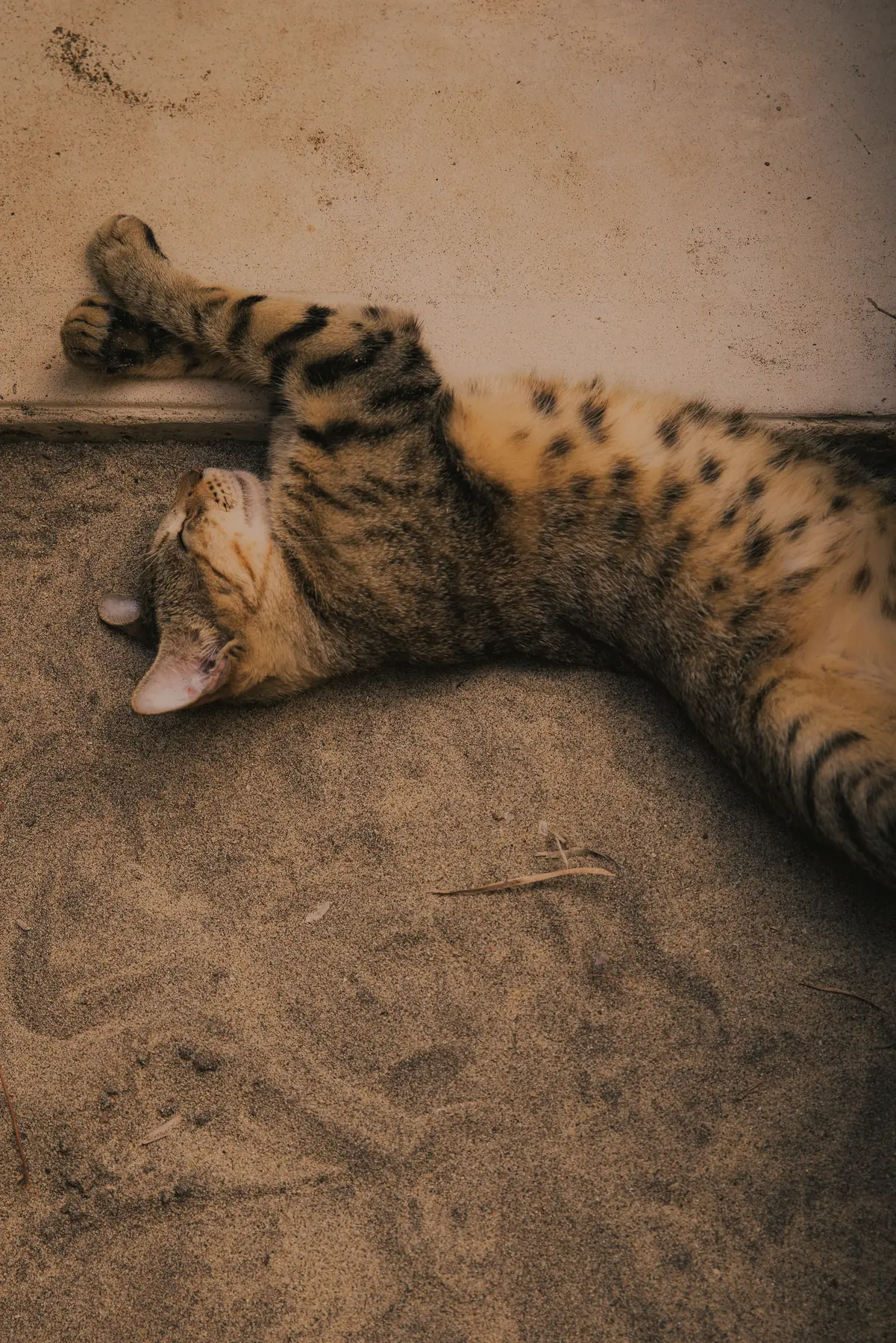 Gato del hotel descansando en la arena