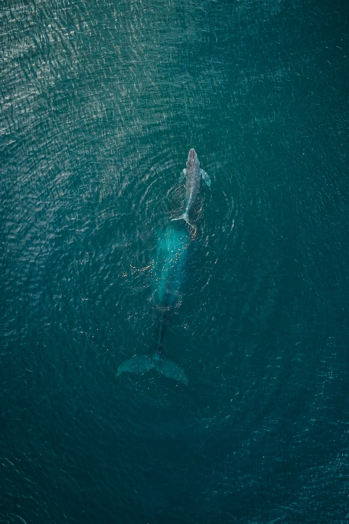 Ballena frente a la costa de Puerto Escondido