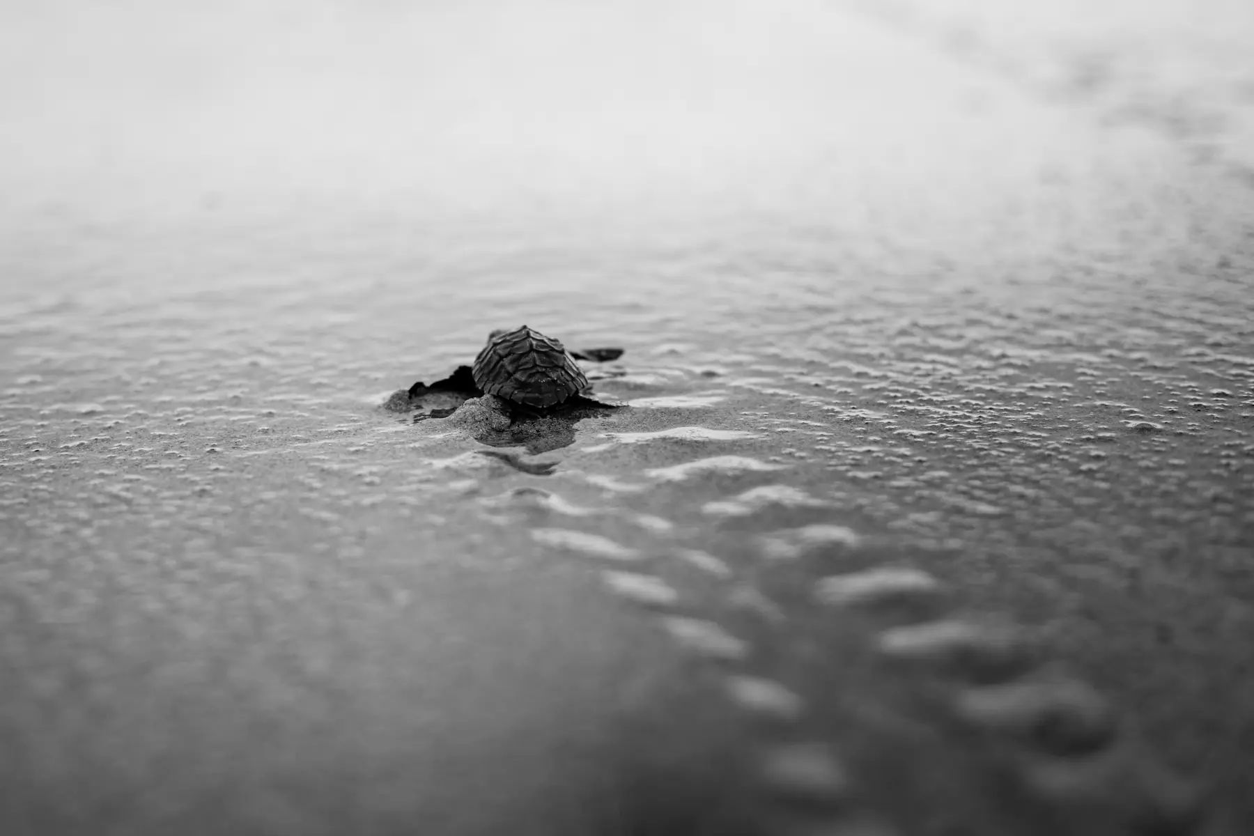 Tortuga marina llegando a la orilla