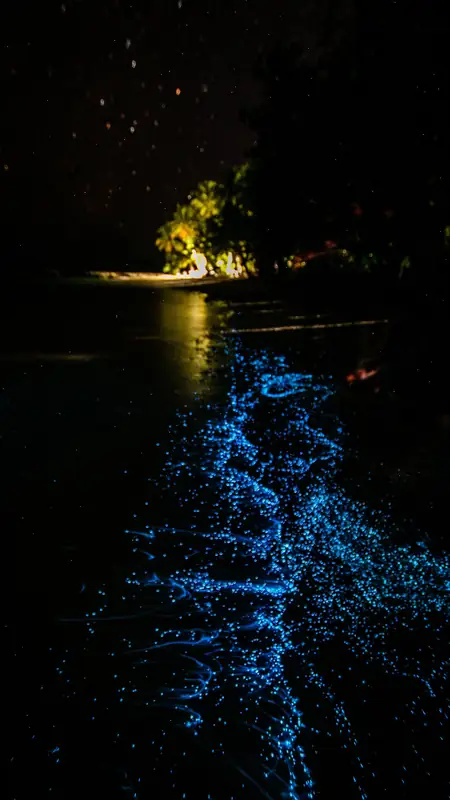 Bioluminiscencia nocturna en la costa de Oaxaca
