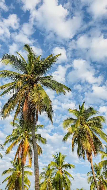 Palmeras contra el cielo de Puerto Escondido