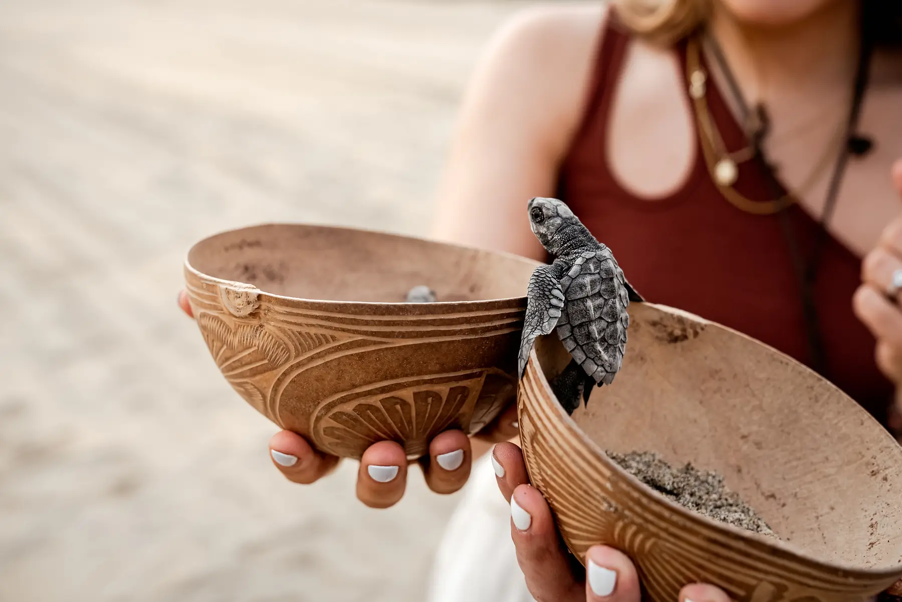 Liberación de tortugas marinas en la costa de Oaxaca