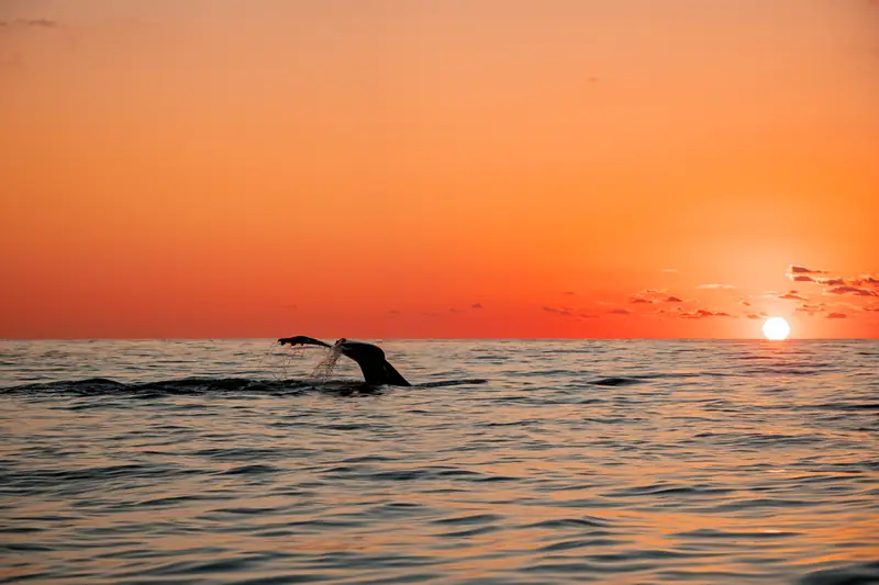 Cola de ballena al atardecer frente a Puerto Escondido